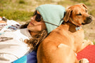 teton_tortoise_brown Man laying down with a dog wearing Ombraz teton armless sunglasses with cord